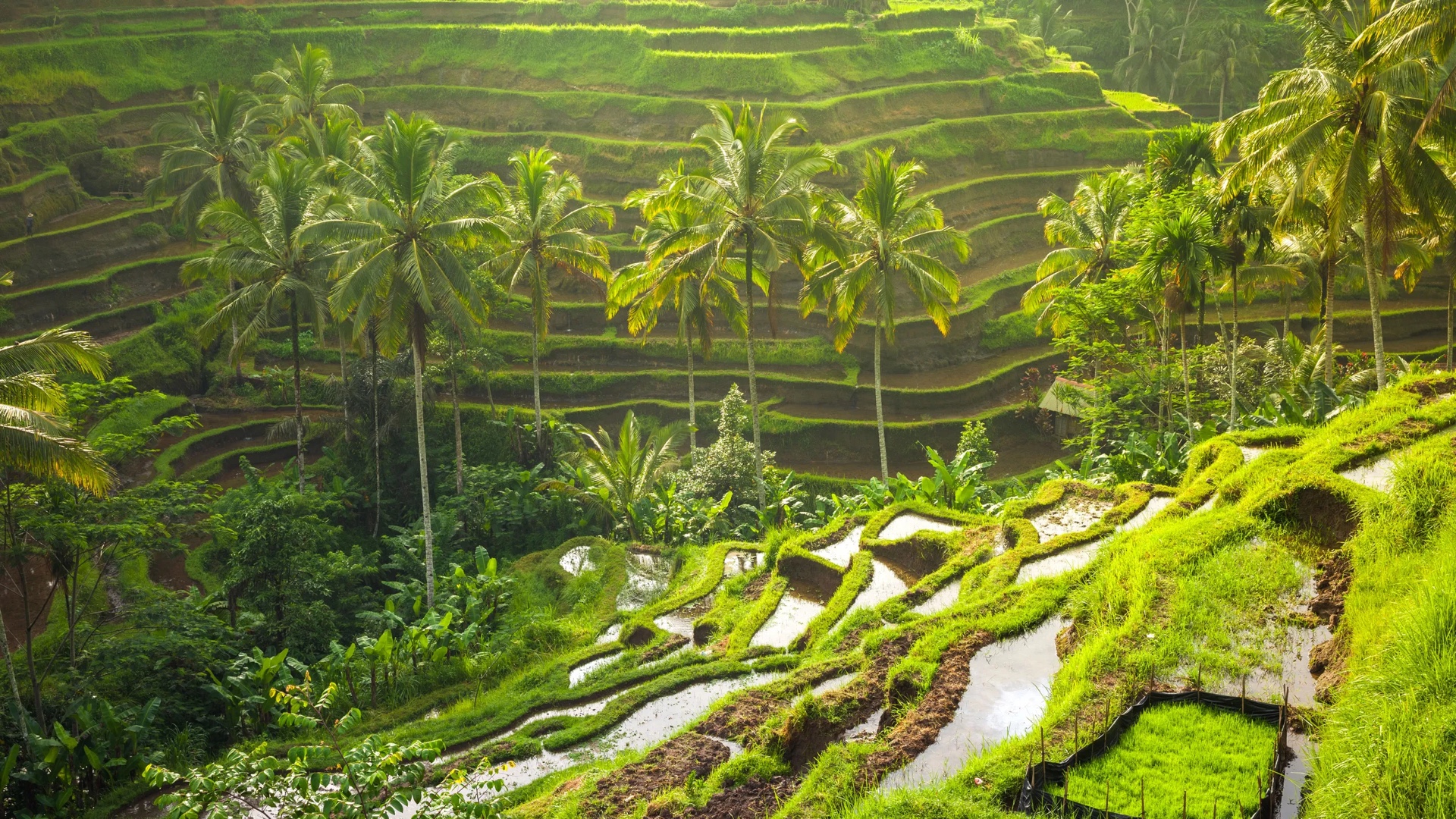 tegal alang rice terrace in bali