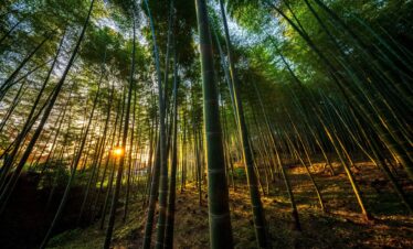 Bamboo forest in Penglipuran bali