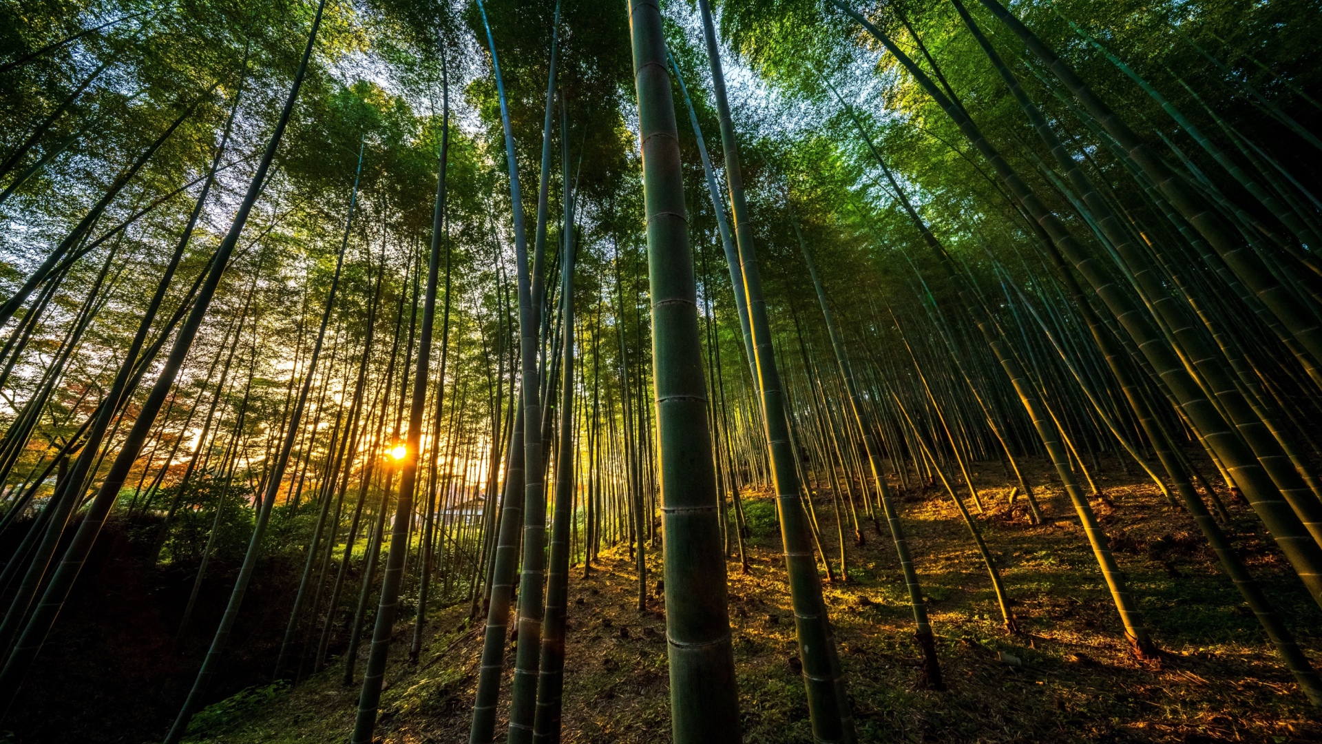 Bamboo forest in Penglipuran bali