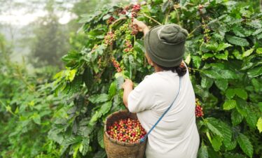 Discover coffee plantation in bali