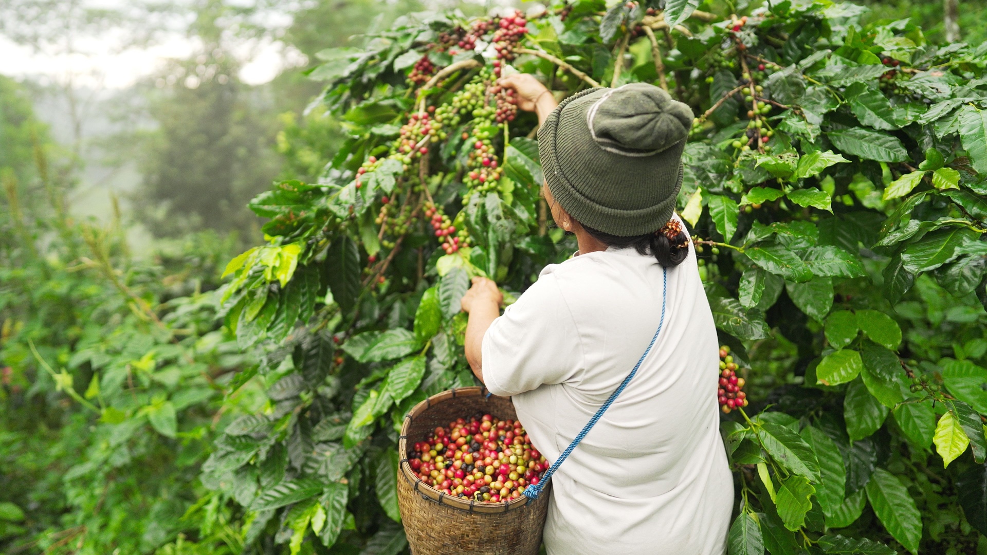 Discover coffee plantation in bali