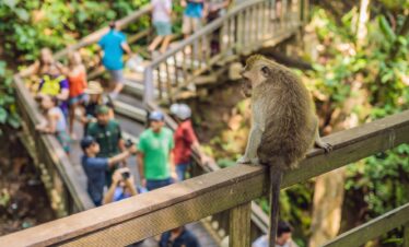 Explore Ubud monkey forest with private driver