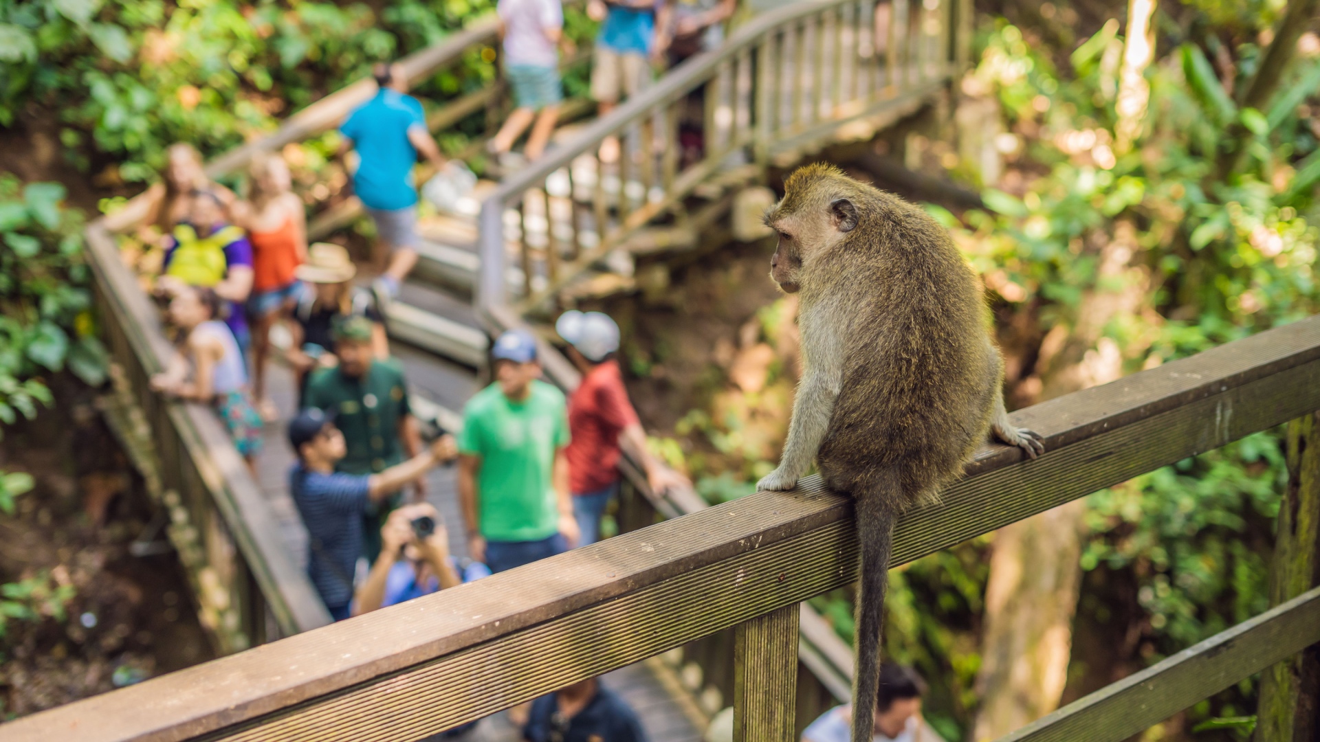 Explore Ubud monkey forest with private driver