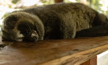 Luwak is an animal which produce the best coffee in the world