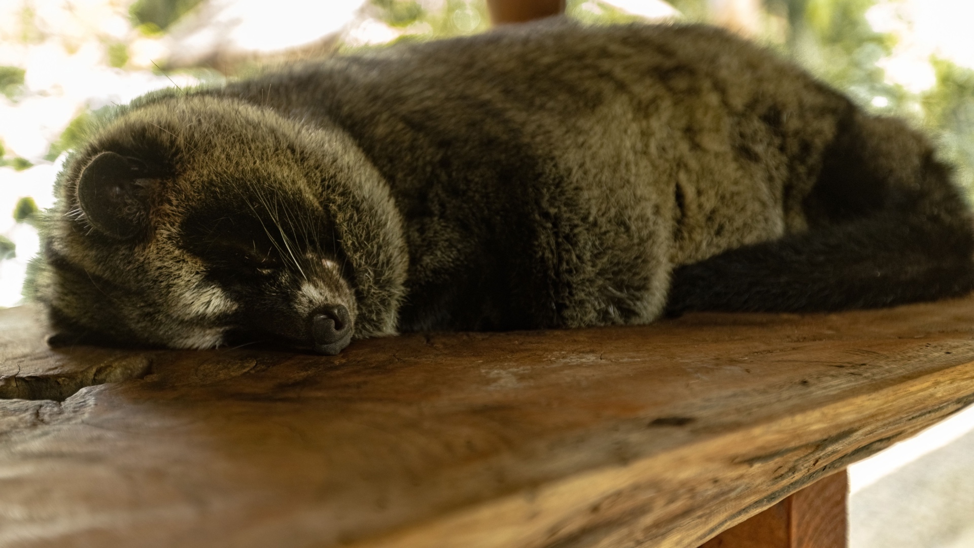 Luwak is an animal which produce the best coffee in the world
