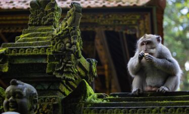 Visit monkey forest with English speaking driver