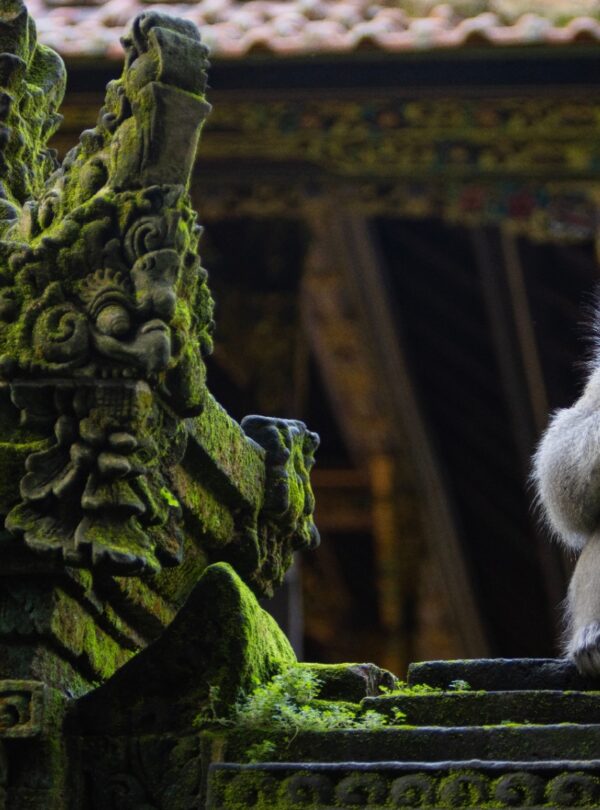 Visit monkey forest with English speaking driver