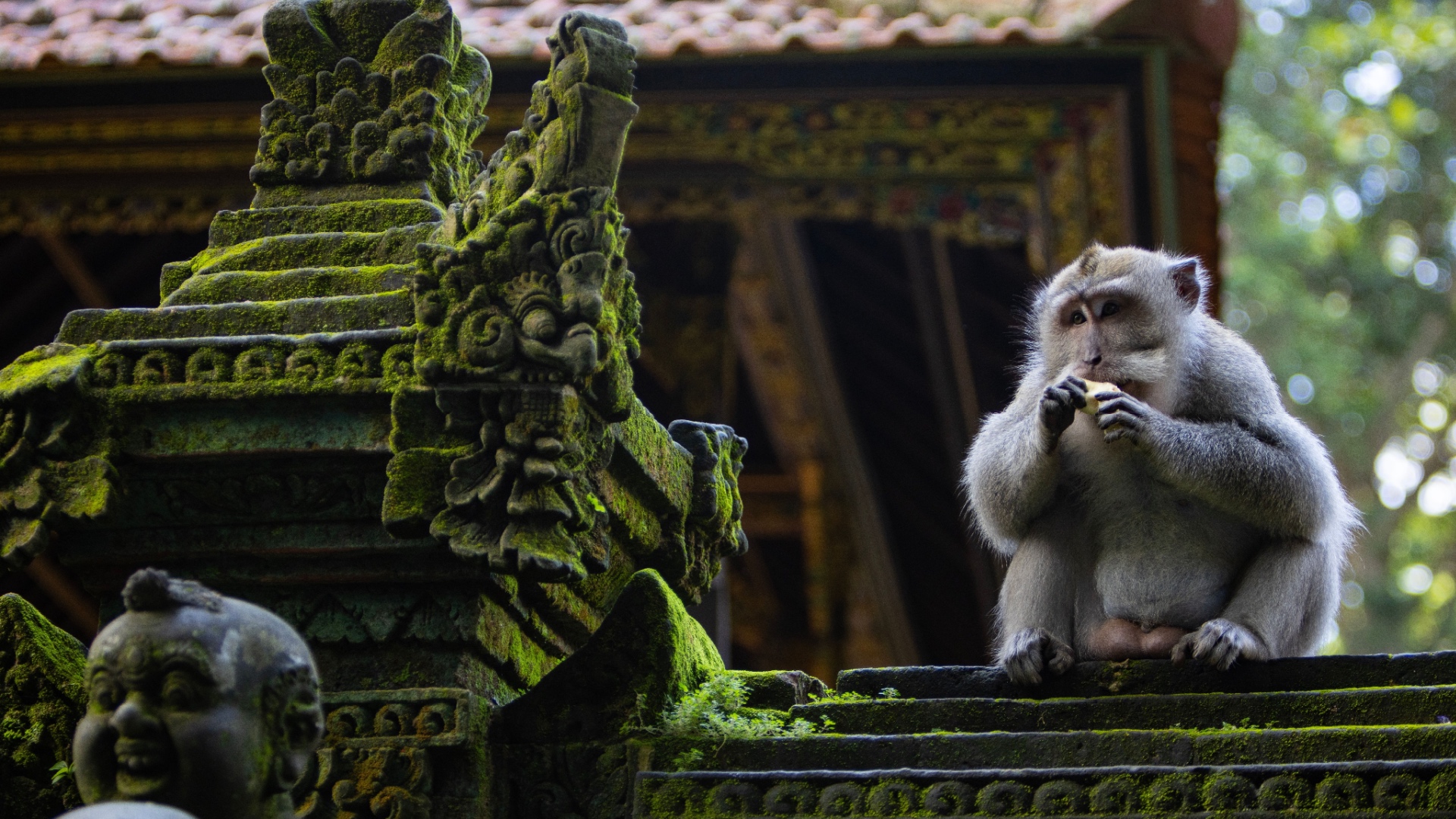 Visit monkey forest with English speaking driver
