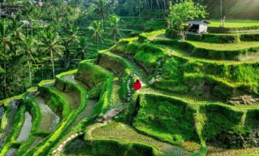Discover Tegalalang in Ubud with private driver
