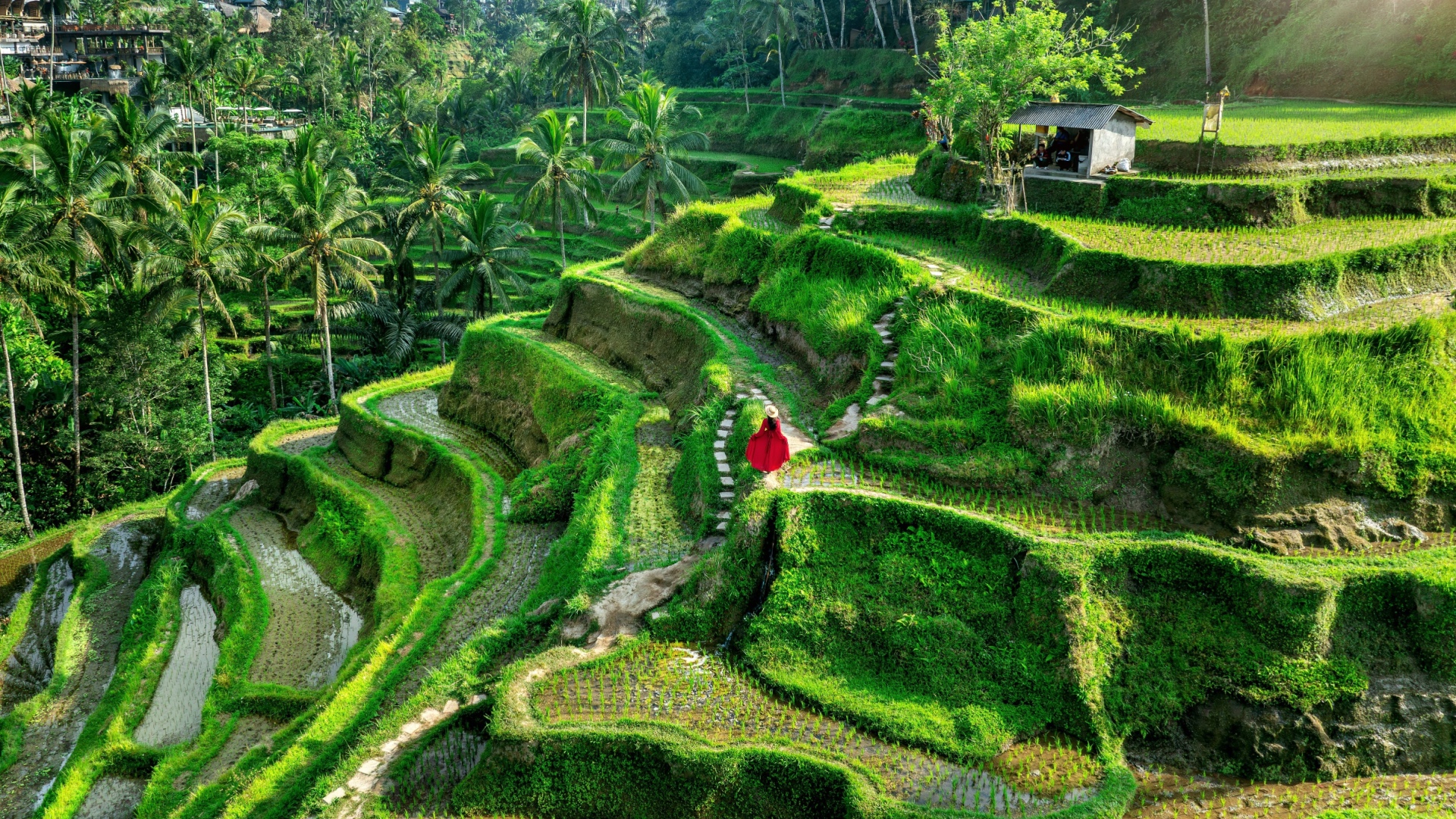 Discover Tegalalang in Ubud with private driver