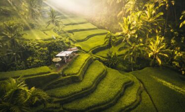 Discover tegalalang rice terrace in ubud