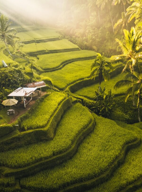 Discover tegalalang rice terrace in ubud
