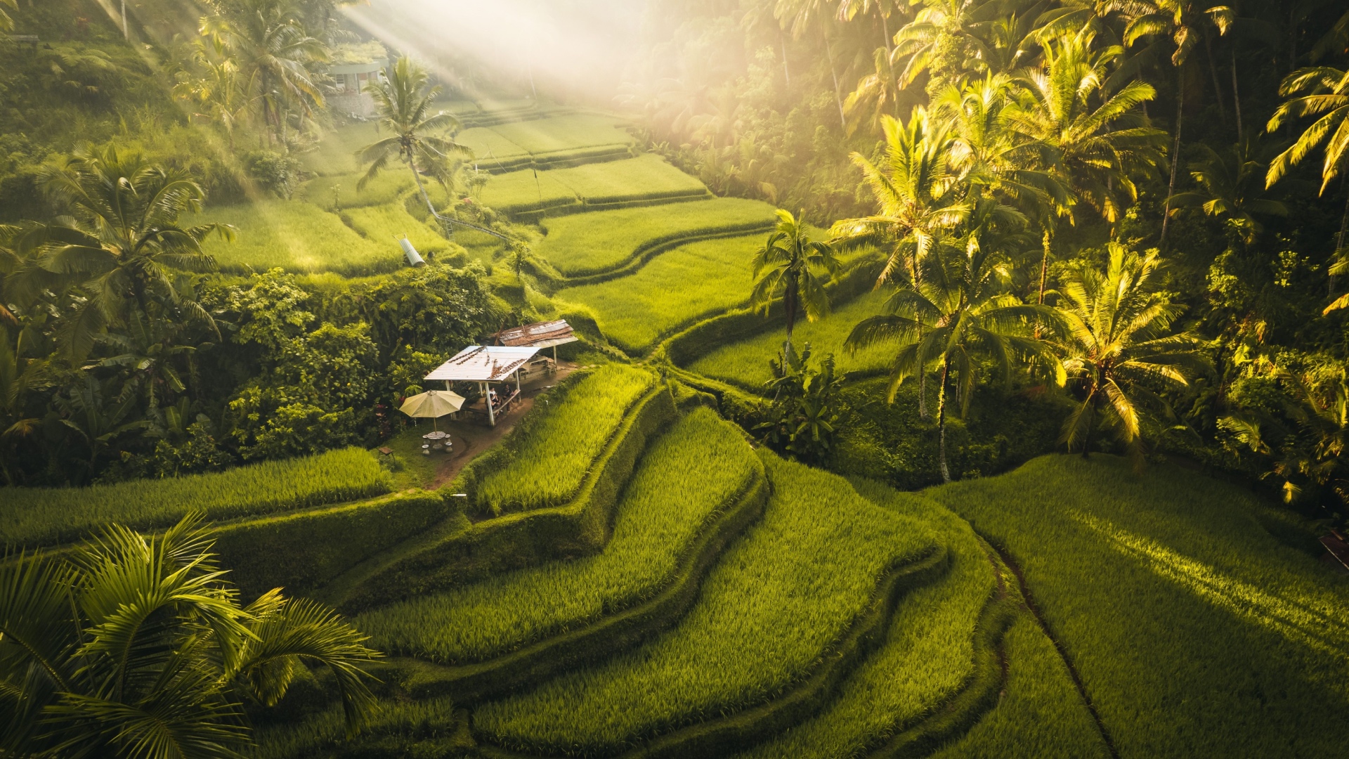 Discover tegalalang rice terrace in ubud