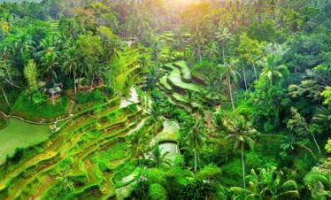 Explore tegalalang with best private driver in bali