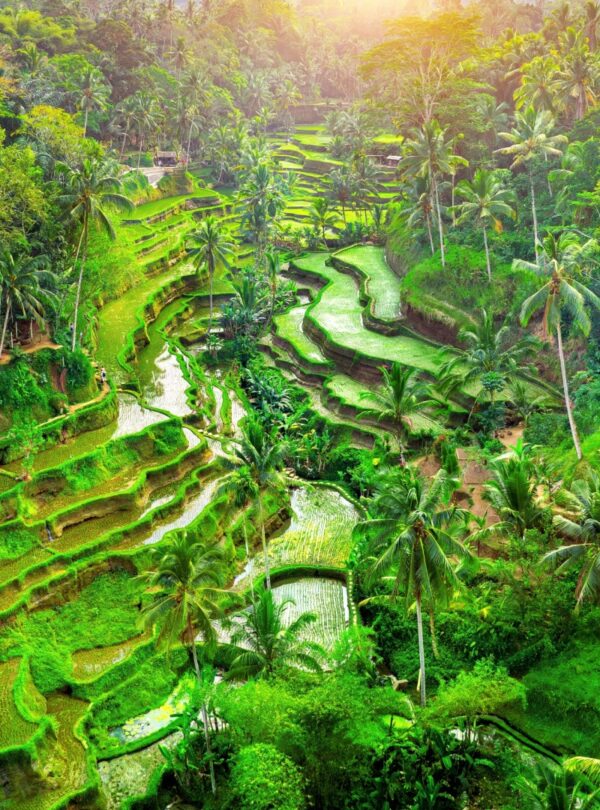 Explore tegalalang with best private driver in bali