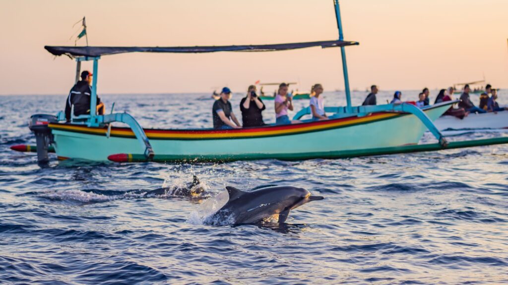 Discover dolphins in Bali with private driver