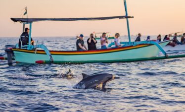 Discover dolphins in Bali with private driver