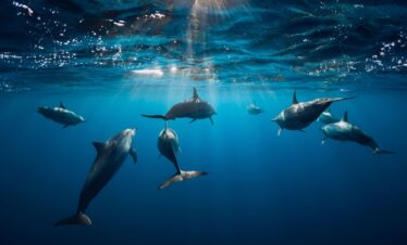 Dolphins in Bali with private driver