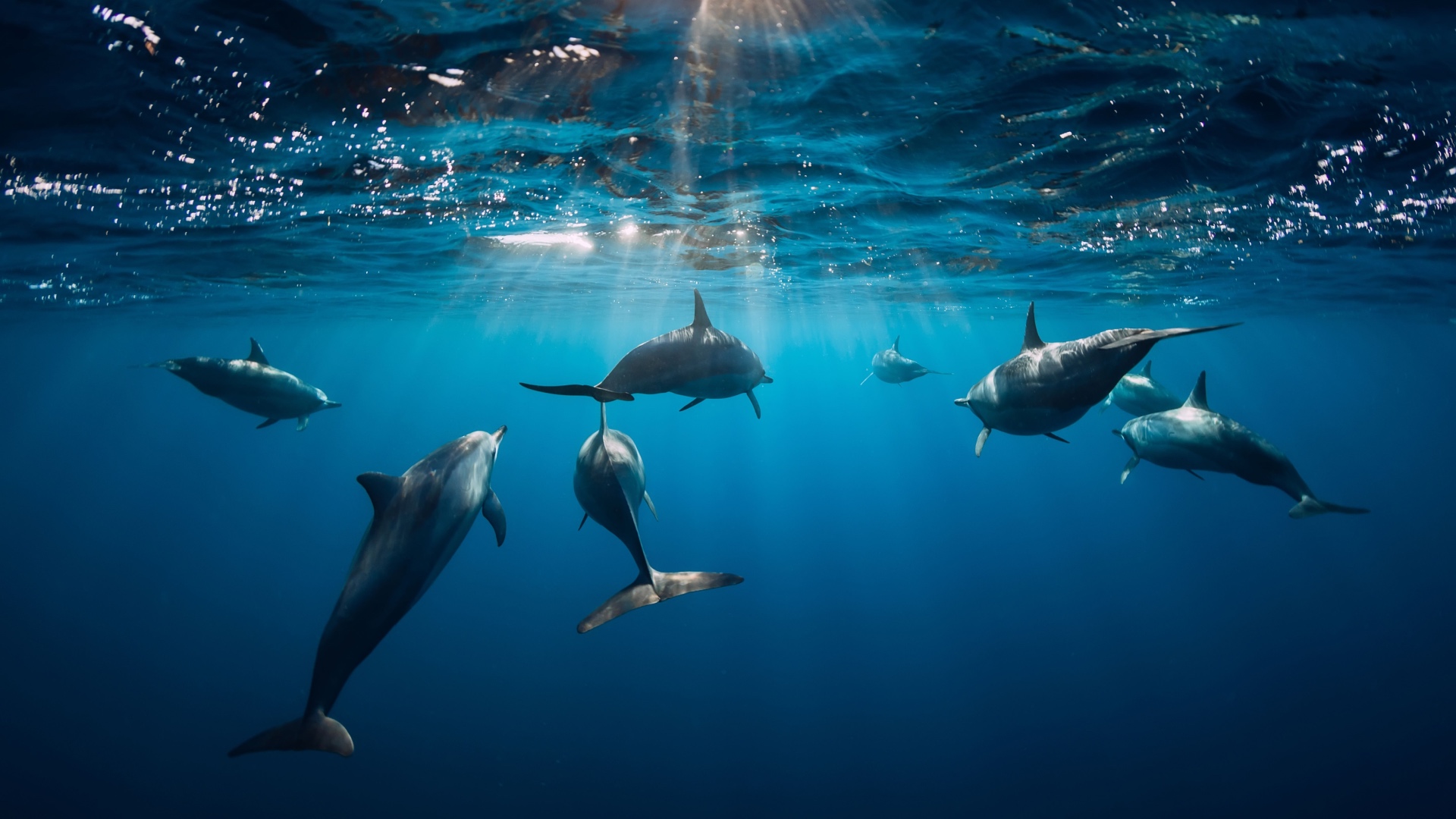 Dolphins in Bali with private driver