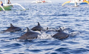 Watching dolphins in lovina bali