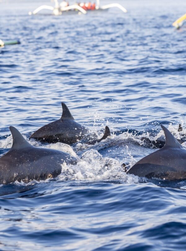 Watching dolphins in lovina bali